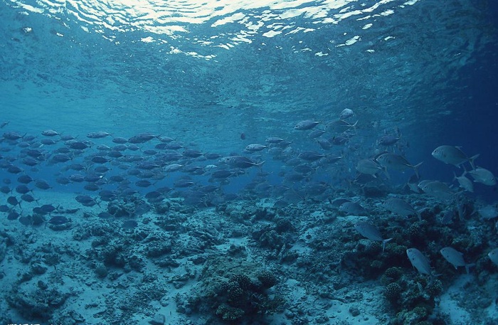 海底风光图片