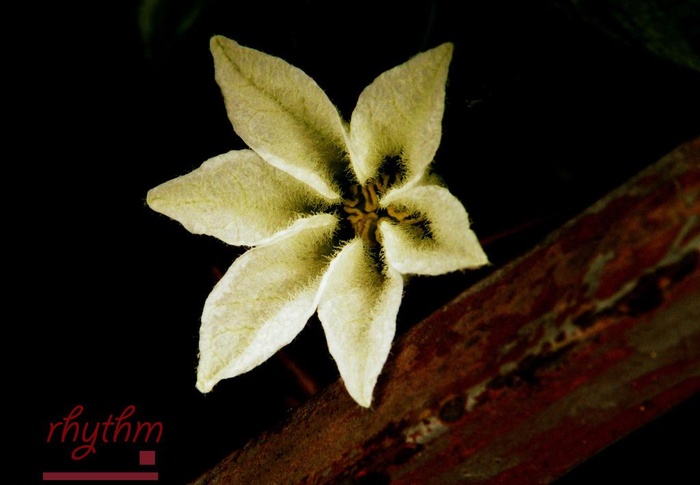 米白色花图片