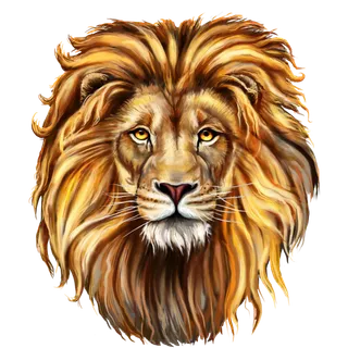 非洲大草原动物狮子图片素材