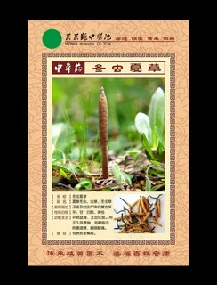 中草药 冬虫夏草图片