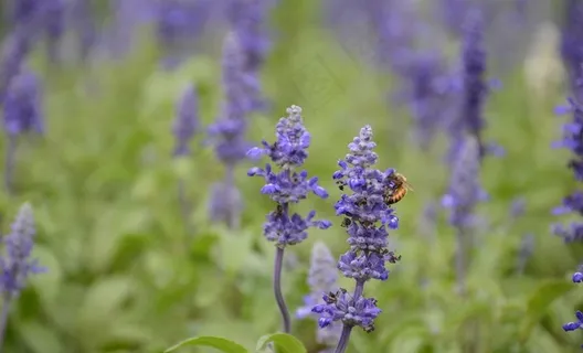 薰衣草与蜜蜂图片
