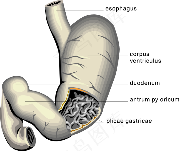 胃医学图剪贴画