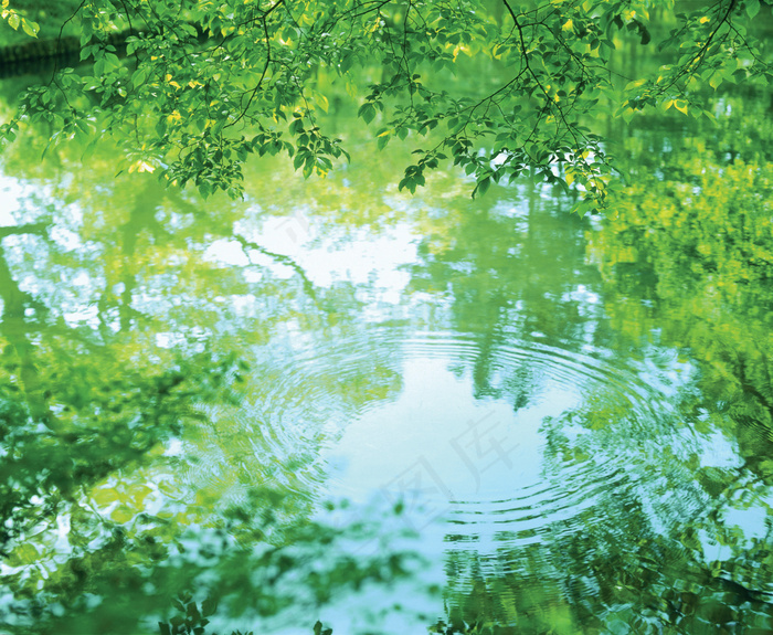 水杉倒影风景背景