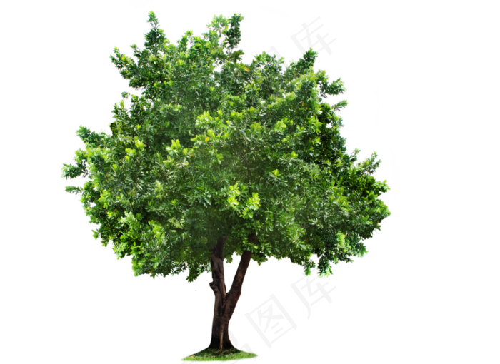 绿色绿化小树免抠png透明图层素材