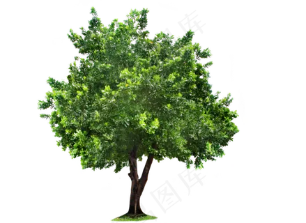 绿色绿化小树免抠png透明图层素材