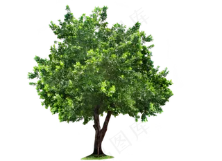 绿色绿化小树免抠png透明图层素材