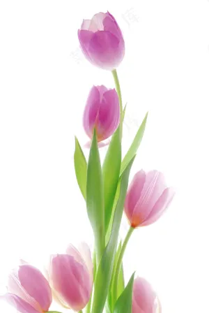 百合花玄关