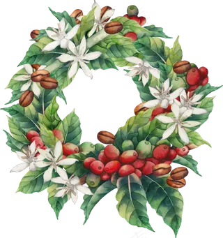 手绘咖啡树果子png透明素材