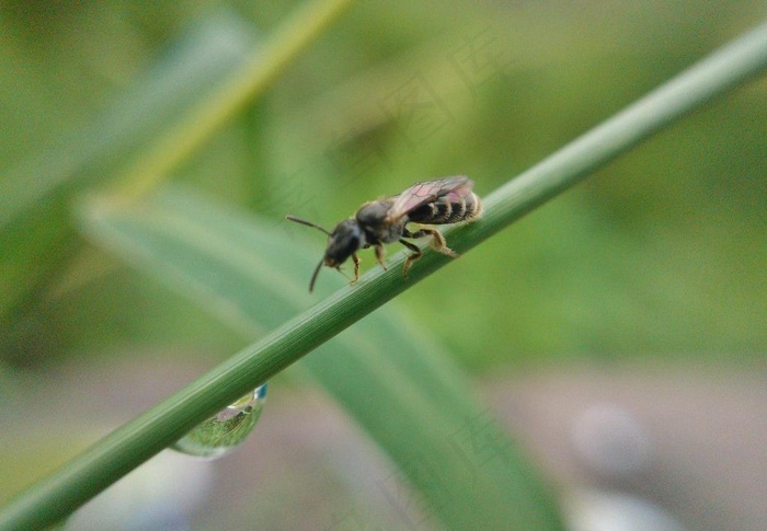 野蜂与水珠图片