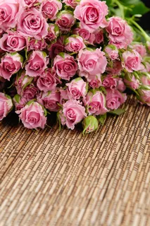 粉色玫瑰花静物设计素材