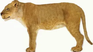 动物哺乳动物3d模型免费下载3d模...