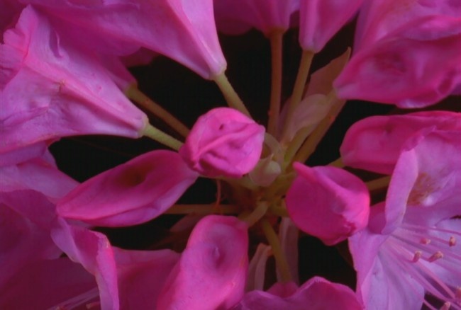 花朵背景视频素材