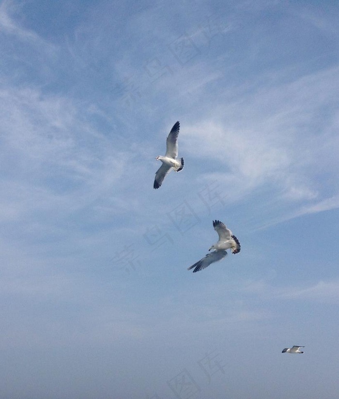 翱翔海鸥图片