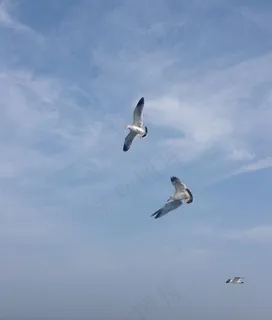 翱翔海鸥图片 翱翔海鸥图片