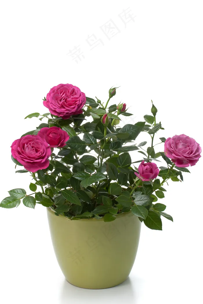 粉色玫瑰花静物设计素材