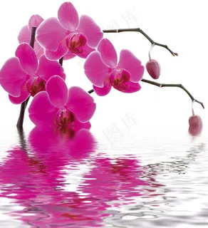 水中花卉红色花枝