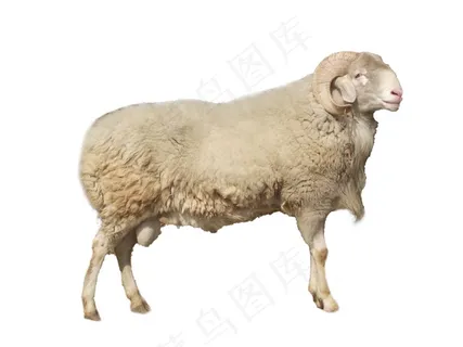 羊免抠素材PSD分层 