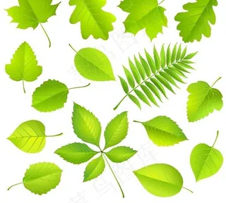 绿色树叶设计图案