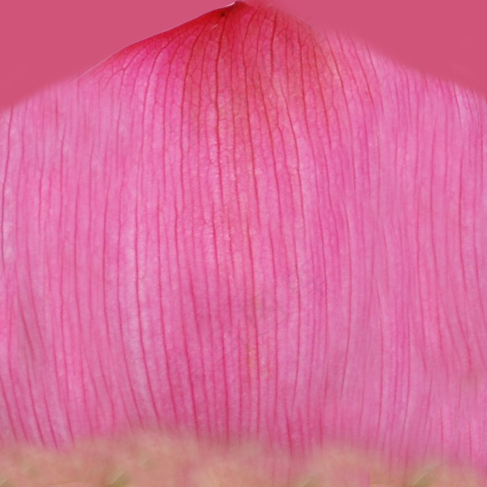 荷花模型渲染图带贴图09版