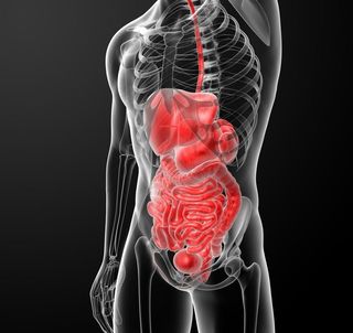 肝脏肠胃结构图片