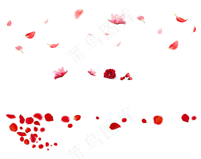花瓣素材图片