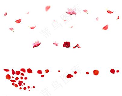 花瓣素材图片