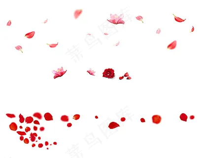 花瓣素材图片