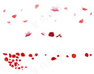 花瓣素材图片