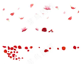 花瓣素材图片