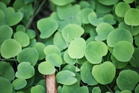 绿草植物图片 绿草植物图片