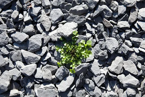 一堆石子中的小草图片