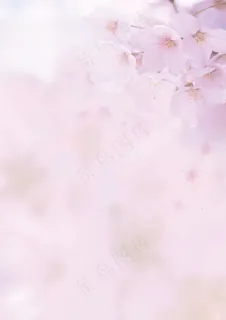 淡雅樱花信纸背景 淡雅樱花信纸背景