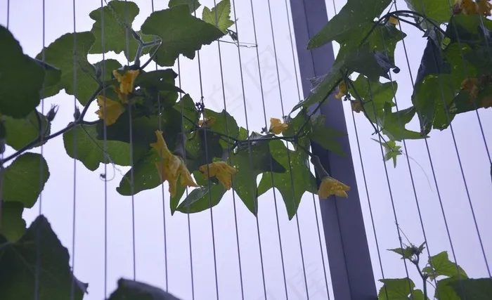 藤蔓植物图片