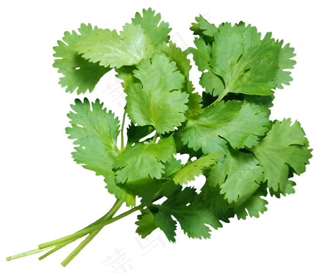 蔬菜香菜绿色鲜艳