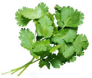 蔬菜香菜绿色鲜艳