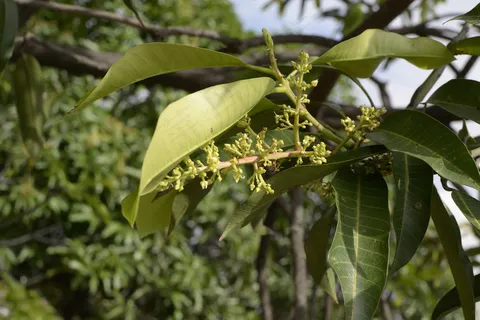 芒果花 芒果花