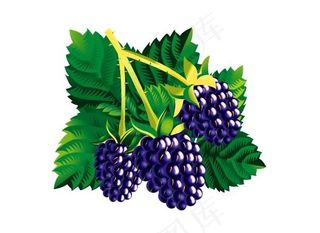 桑葚矢量素材图片
