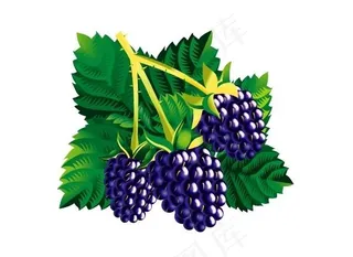 桑葚矢量素材图片