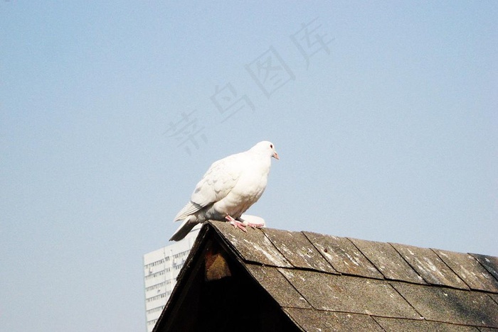 鸽子图片