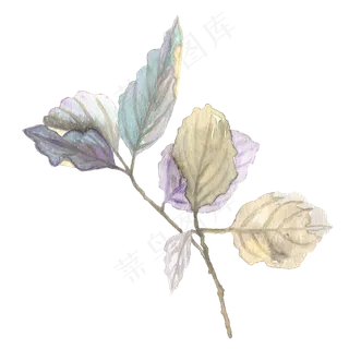 手绘一株植物透明素材png