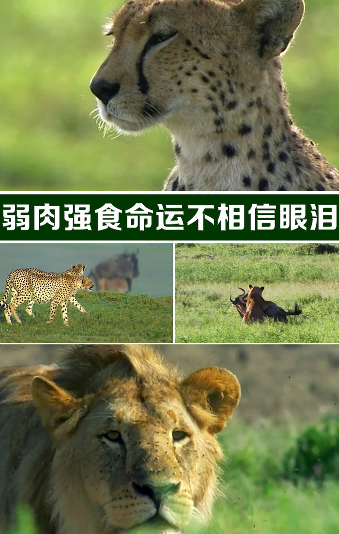 猎豹狮子动物捕食超清视频