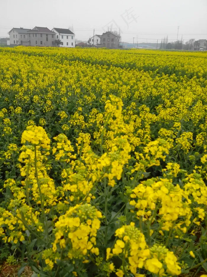 常熟的油菜花图片