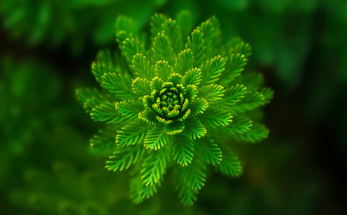 植物特写