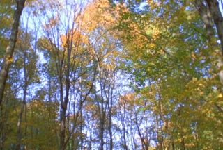 树林四季变化模板下载