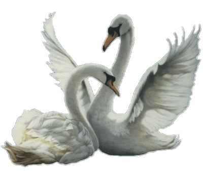 免抠png图片ps素材天鹅