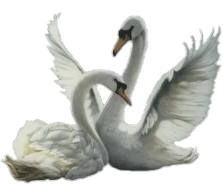 免抠png图片ps素材天鹅