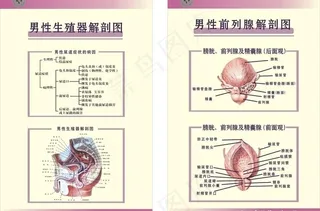 男性生殖器官解剖图图片