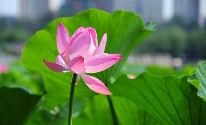六月荷花