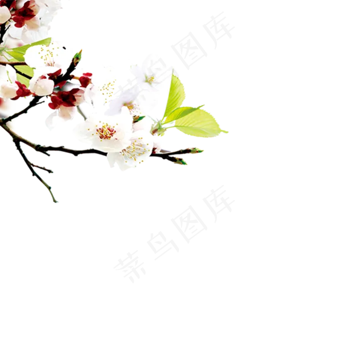 唯美樱花桃花海报png免扣素材(1276X1276)