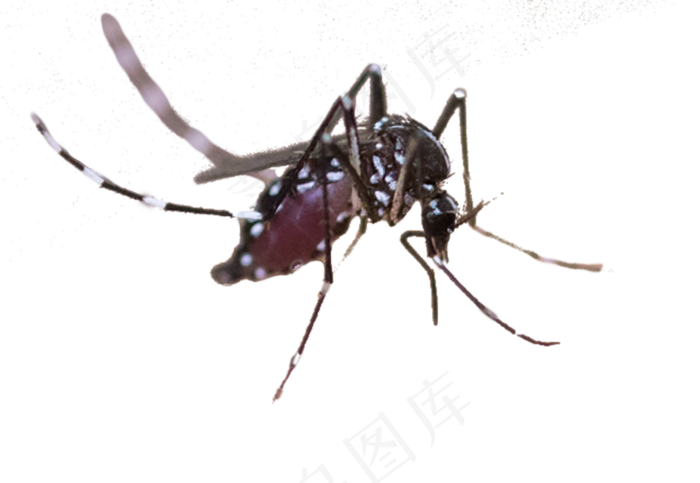 吸血的蚊子吸血的蚊子